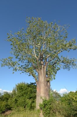 africký strom baobab