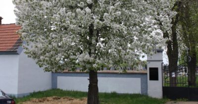 Fotografie rozkvetlé třešně