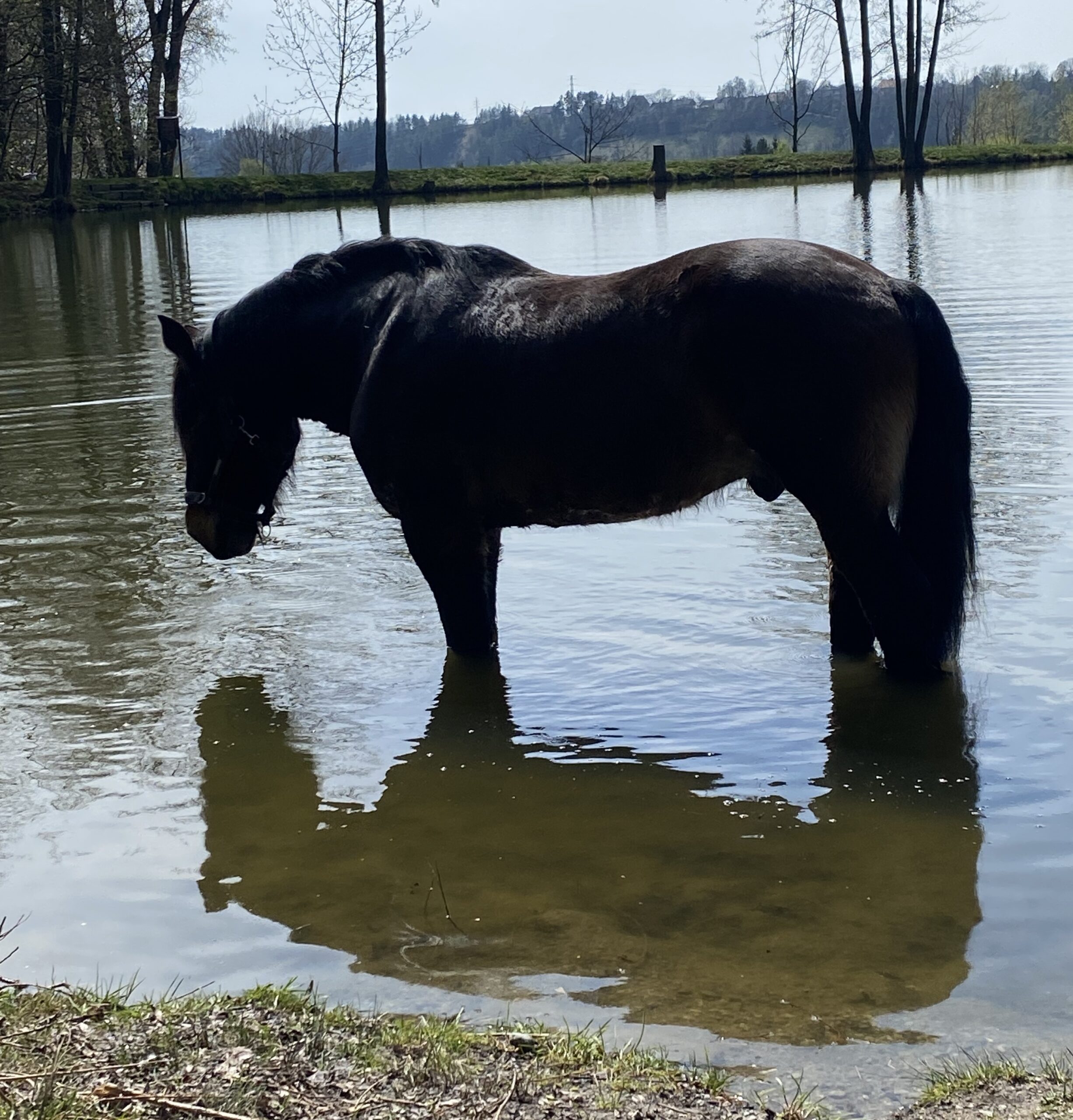 Fotografie koně Kuby, který ve spolku Dotkni se hřívy z.s. působí jako terapeutický kůň