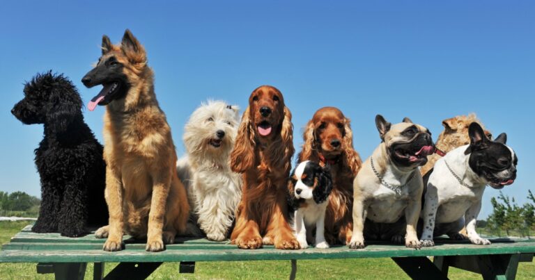 Fotografie psů na lavičce