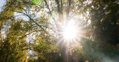 Fotografie slunce za stromem