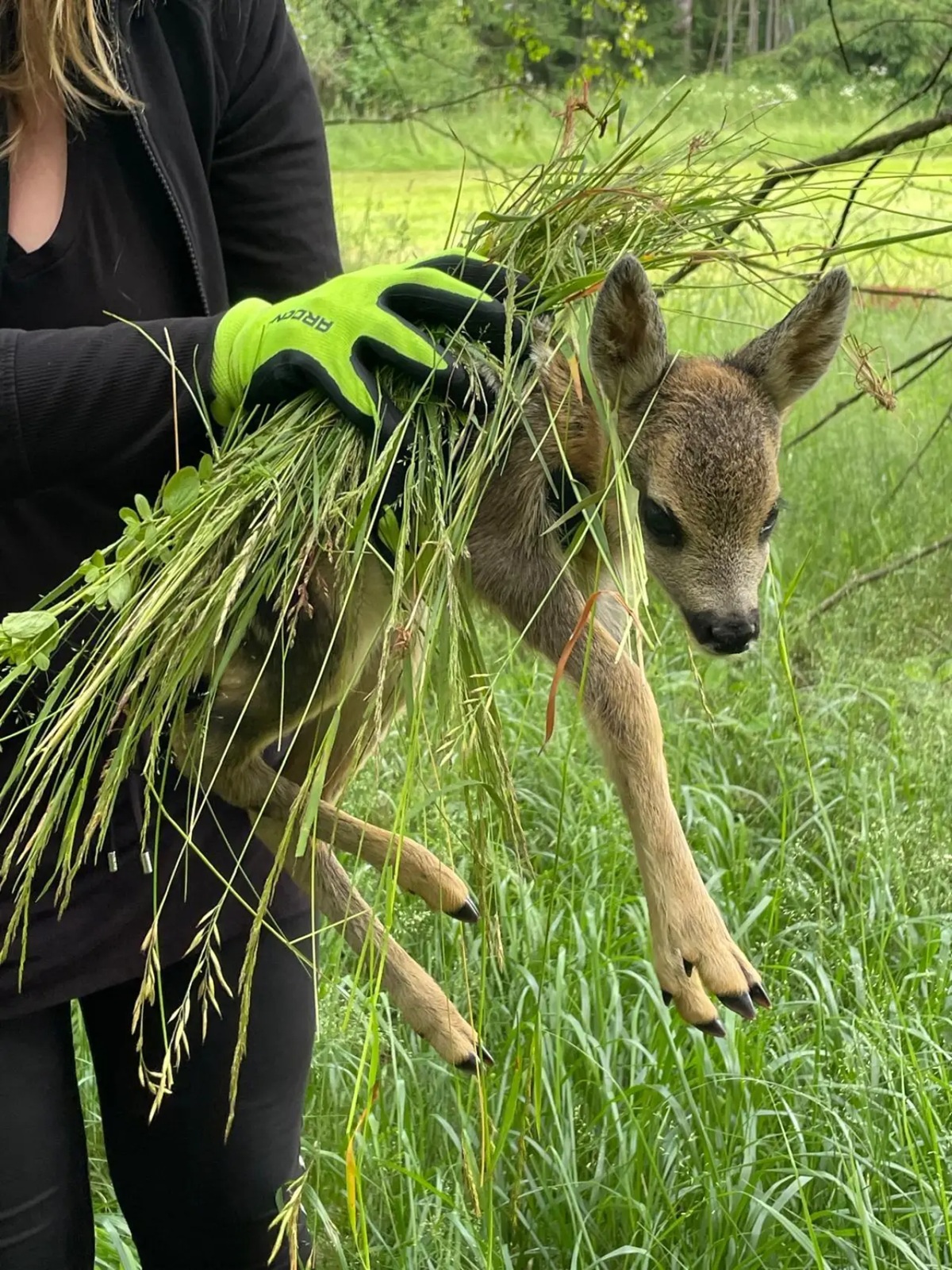 Fotografie zachráněného srnčete