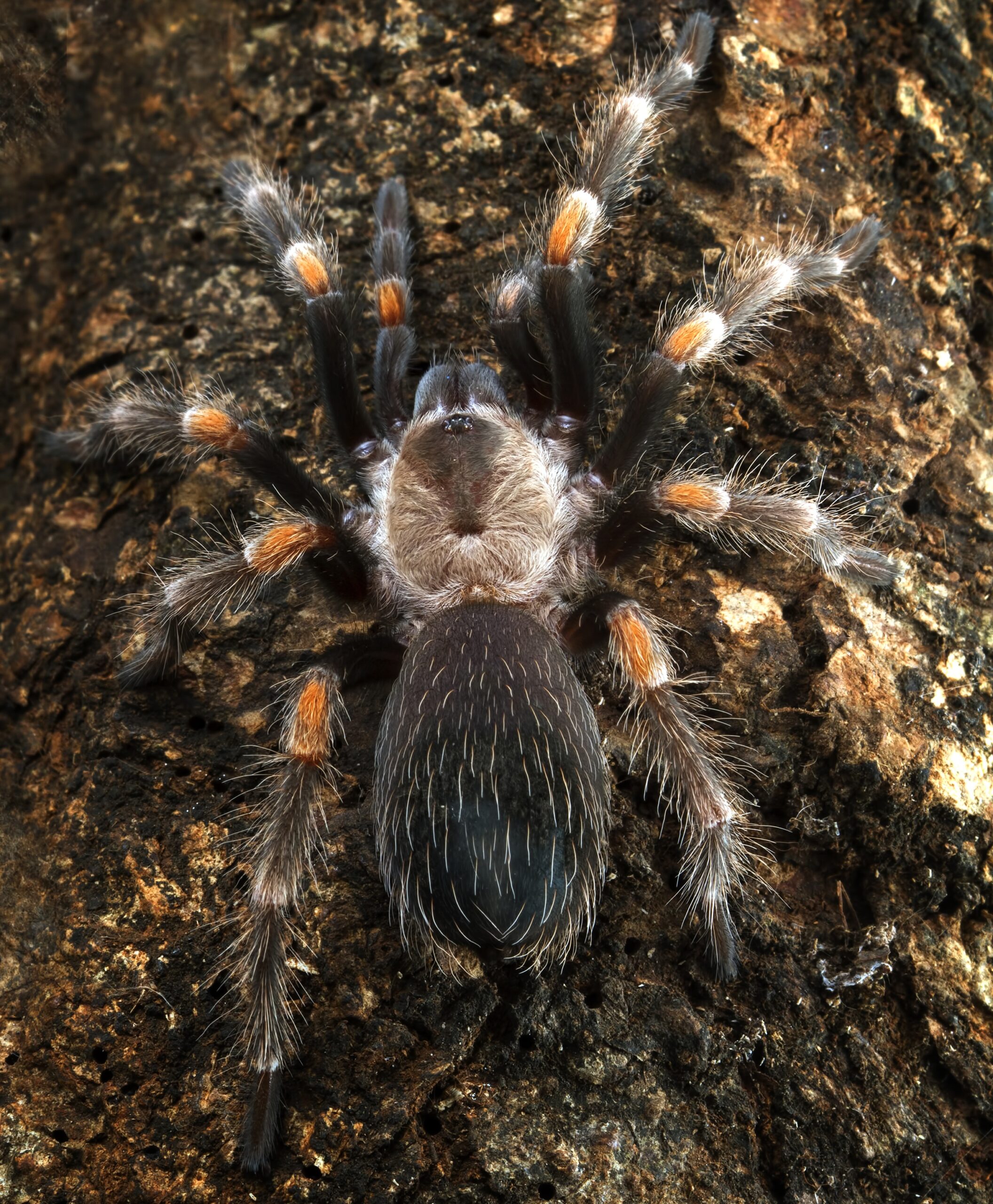 Fotografie tarantule v detailním záběru