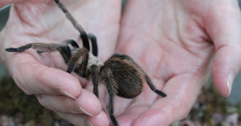 Fotografie tarantule